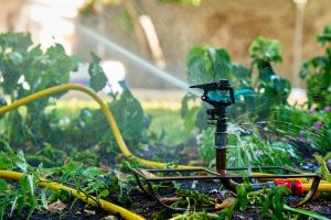 Garden sprinkler watering lush green plants in backyard with trees and grass. Irrigation system works in city on hot summer day for plant care