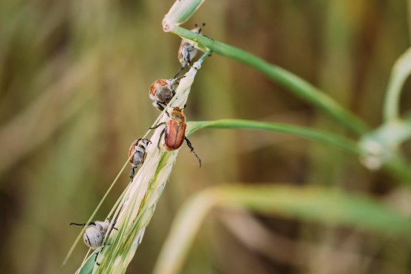 Insects Pest Of Agricultural Crops Grain Beetles On Wheat Ear On Background Of Wheat Field. Bread Beetle, Or Kuzka Anisoplia Austriaca Is Beetle Of Lamellar Family, Dangerous Pest Of Cereals.